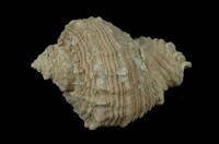 藏品(小皺岩螺)的圖片